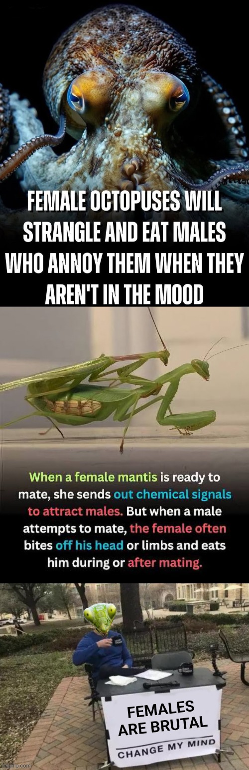 Females are brutal | Females are brutal | image tagged in females,octopus,praying mantis,women,brutal,change my mind | made w/ Imgflip meme maker