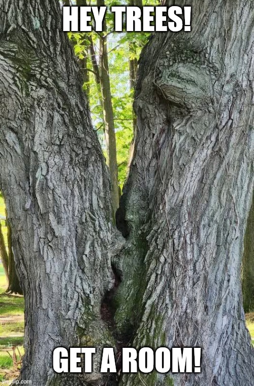 What happens in the forest, stays in the forest. | Hey trees! Get a room! | image tagged in trees,kissing,get a room,naughty,tree,forest | made w/ Imgflip meme maker