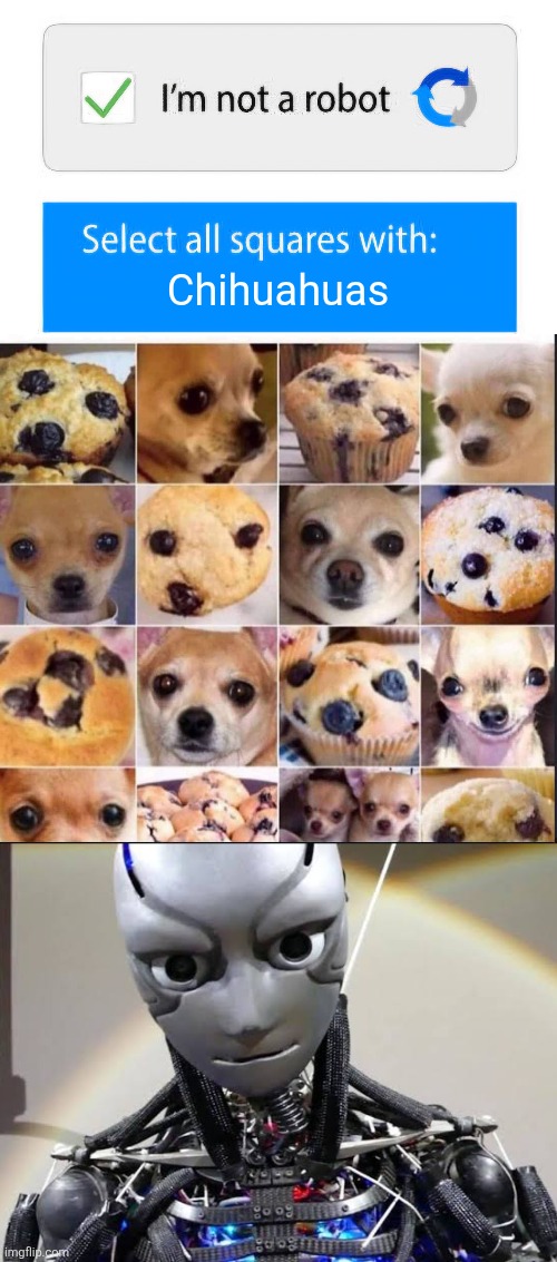 Muffin or Chihuahua? | Chihuahuas | image tagged in muffins,chihuahua,not a bot,recaptcha,confused,robot | made w/ Imgflip meme maker