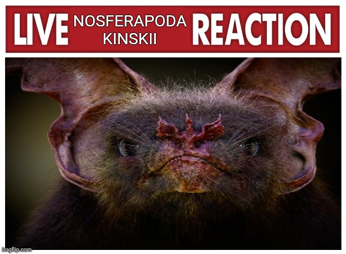 Demain, les animaux du futur | Nosferapoda kinskii | image tagged in live reaction,memes,funny,lol,humor,shitpost | made w/ Imgflip meme maker
