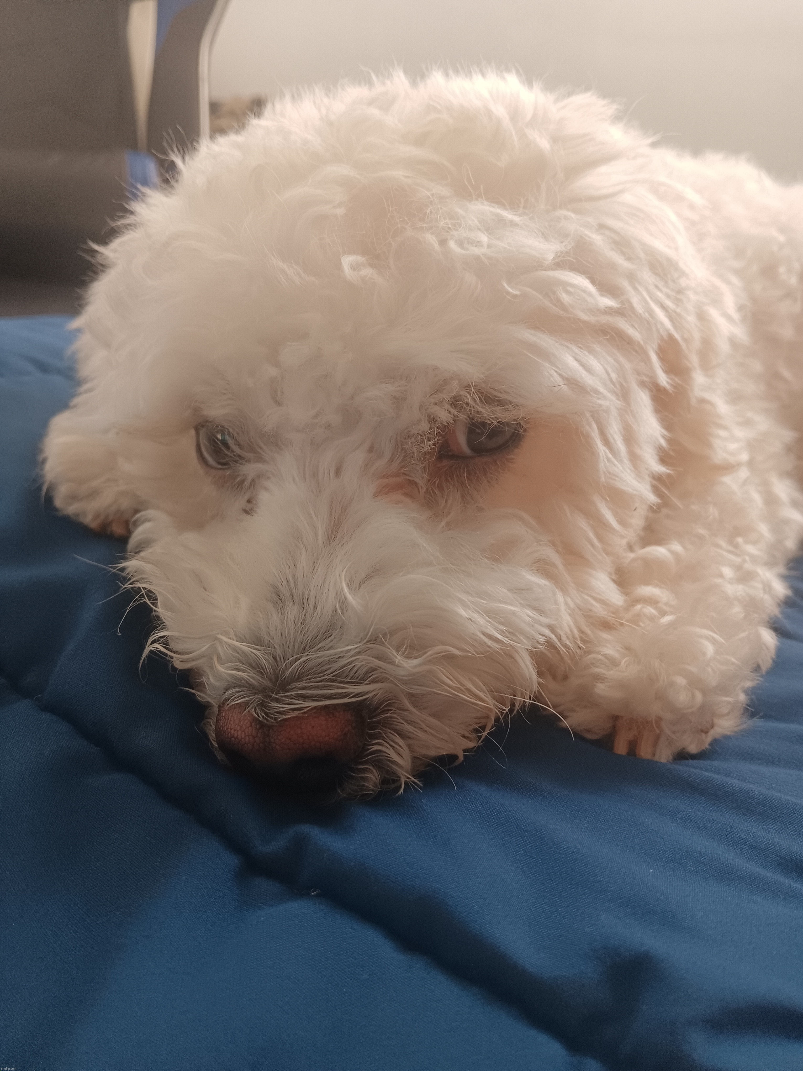 dogie | made w/ Imgflip meme maker