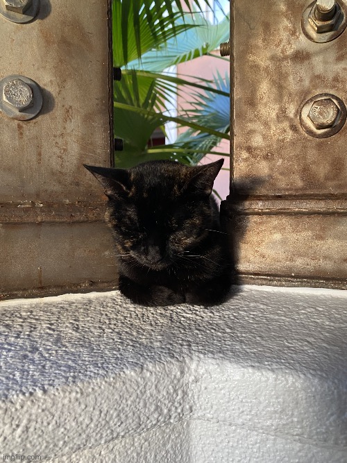 Island Cat | image tagged in aruba,island life,cat photo | made w/ Imgflip meme maker