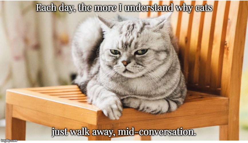 Disdainful cat | Each day, the more I understand why cats; just walk away, mid-conversation. | image tagged in cat disdainful png | made w/ Imgflip meme maker
