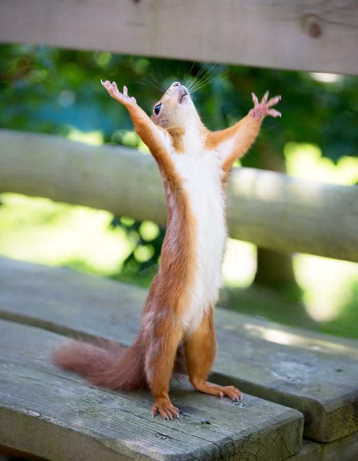Celebrating Squirrel Blank Meme Template