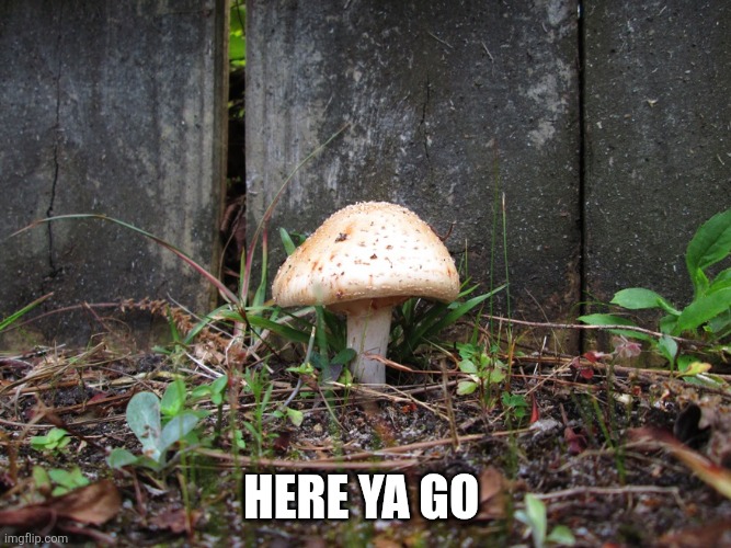 mushroom | Here ya go | image tagged in mushroom | made w/ Imgflip meme maker