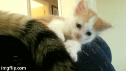 Rolling Kitty | image tagged in gifs,kitten,fall,cute | made w/ Imgflip video-to-gif maker