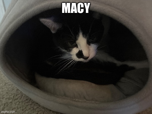 Macy | made w/ Imgflip meme maker