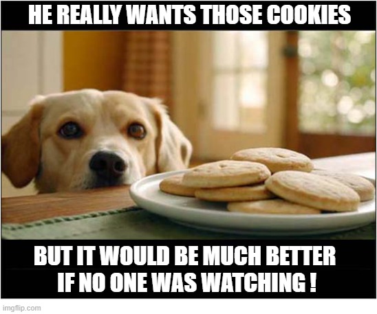 What Amazing Self Control ! | he Really Wants Those Cookies; but it would be much better
 if no one was watching ! | image tagged in dogs,labrador,golder retriever,cookies,self control | made w/ Imgflip meme maker