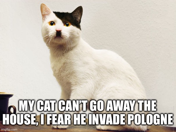 Broooos?! | My cat can’t go away the house, I fear he invade Pologne | image tagged in hitler cat,bros,fun,cat,hitler,meme | made w/ Imgflip meme maker