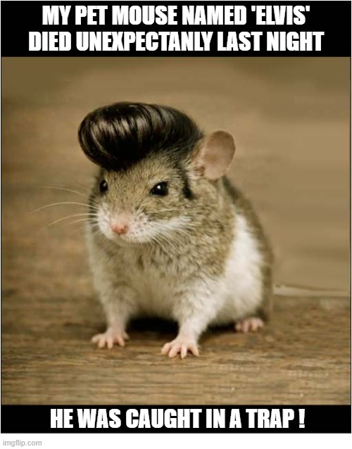 Farewell My Friend | my pet mouse named 'elvis' died unexpectanly last night; he was caught in a trap ! | image tagged in mouse,farewell,elvis,mouse trap | made w/ Imgflip meme maker