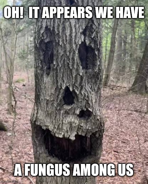 Oh!  It appears we have A Fungus among us | made w/ Imgflip meme maker
