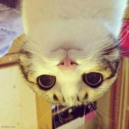 Smiling Cat Meme | image tagged in memes,smiling cat | made w/ Imgflip meme maker