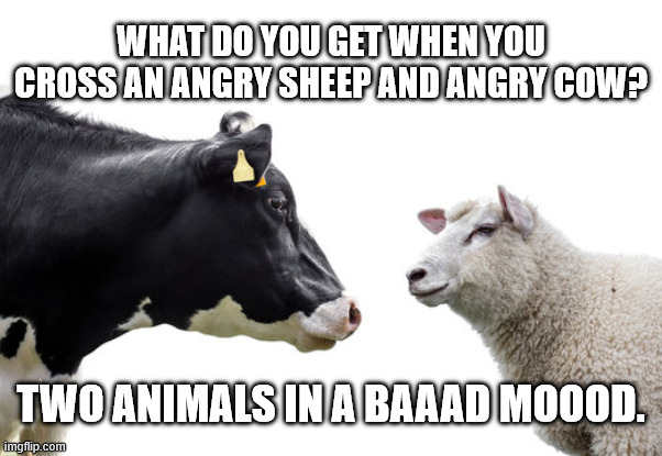 Baaad Moood | What do you get when you cross an angry sheep and angry cow? Two animals in a baaad Moood. | image tagged in baaad moood | made w/ Imgflip meme maker