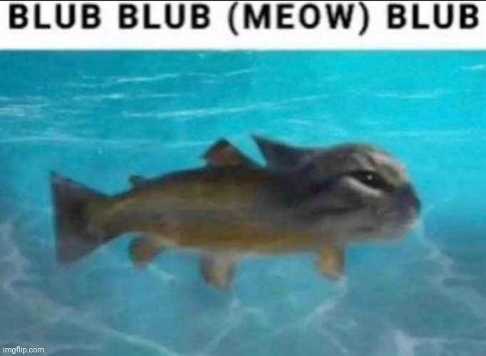 blub blub (meow) blub | image tagged in blub blub meow blub | made w/ Imgflip meme maker
