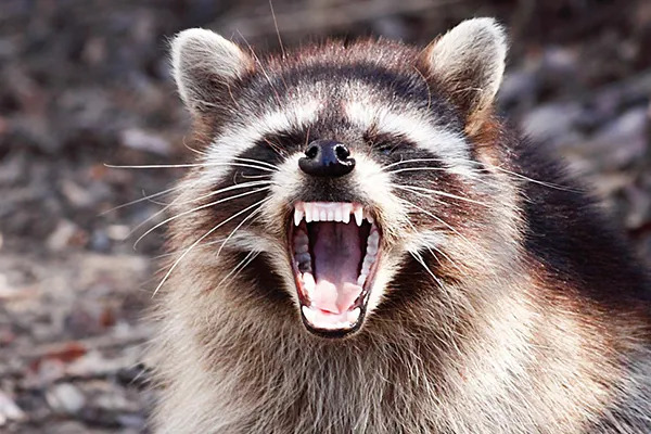 Racoon scream Blank Meme Template