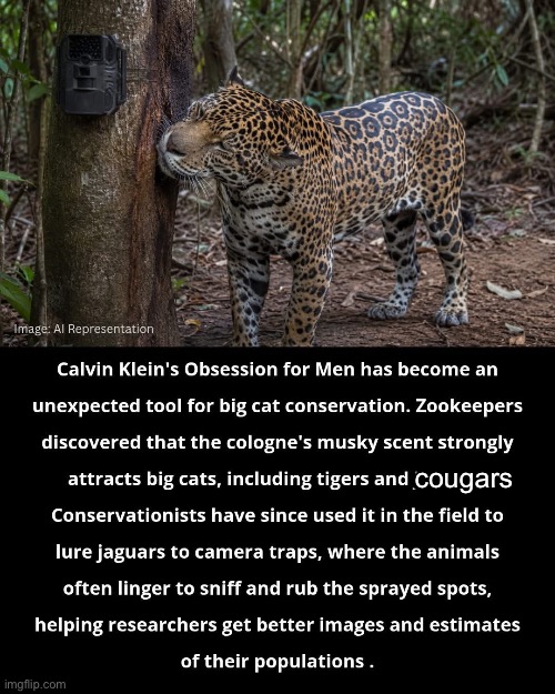 Want an older Woman? Use CK | cougars | image tagged in img_4292 jpeg,calvin klein,obsession,scent,cougar,attraction | made w/ Imgflip meme maker