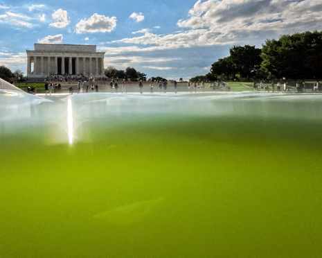 The Reflecting Pool June 2026 Blank Meme Template