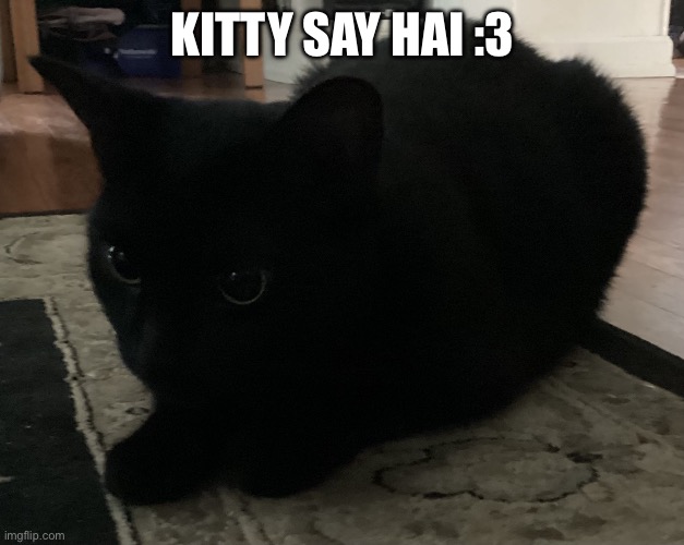 Kitty :3 | Kitty say hai :3 | image tagged in kitty 3 | made w/ Imgflip meme maker