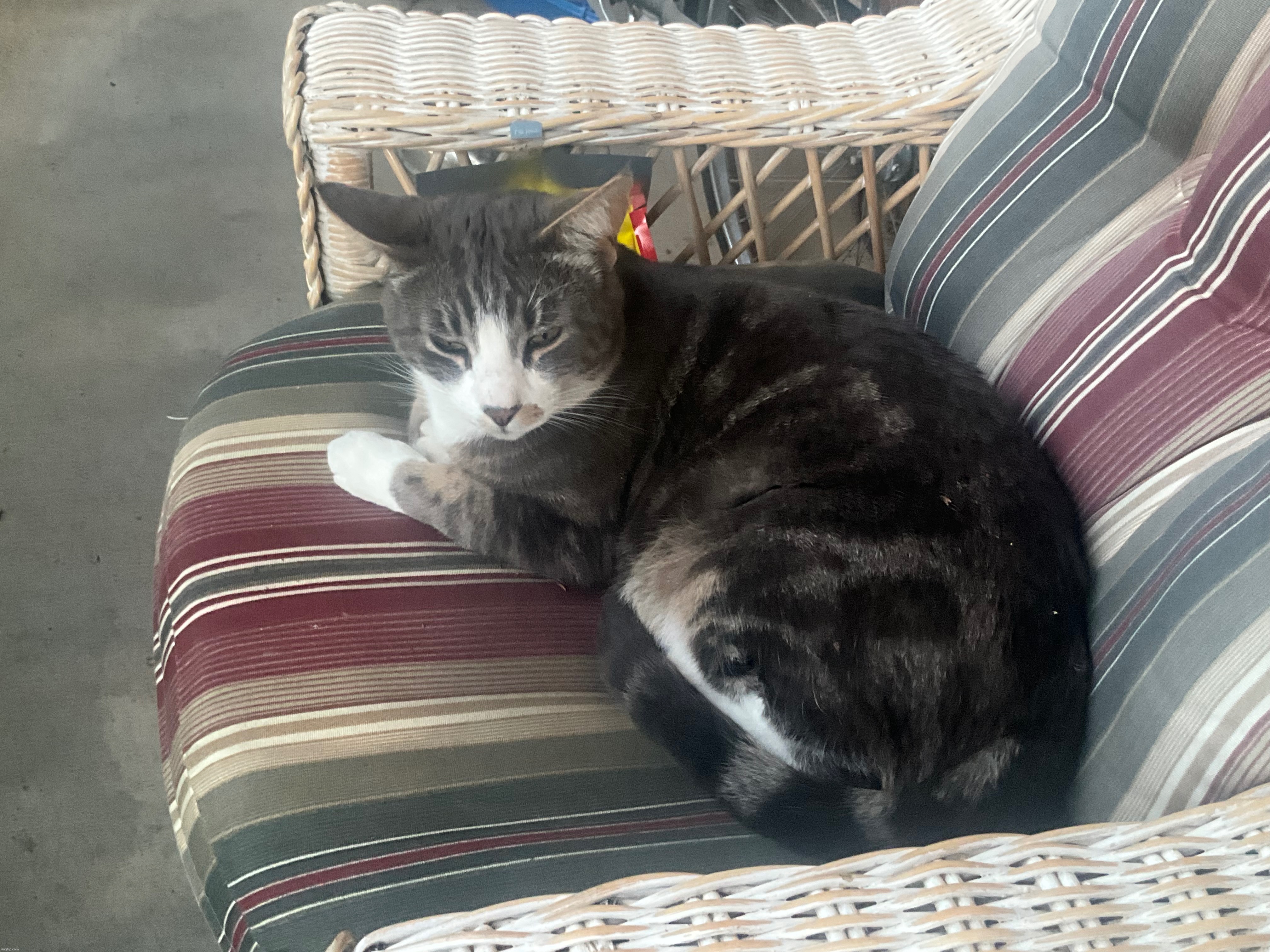 in my neighborhood there are a lot of stray cats, this is one of them, he likes to sit on the chair in front of my house | made w/ Imgflip meme maker