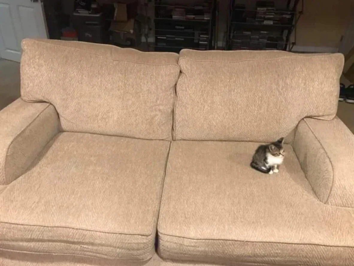 small cat on big couch Blank Meme Template