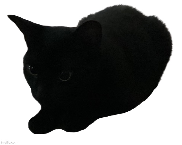 No background Kitty :3 | image tagged in no background kitty 3 | made w/ Imgflip meme maker