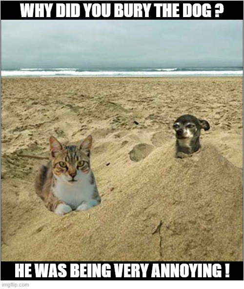 A Typical Day At The Beach | Why did you bury the dog ? he was being very annoying ! | image tagged in cats,day at the beach,dog,annoying,buried | made w/ Imgflip meme maker
