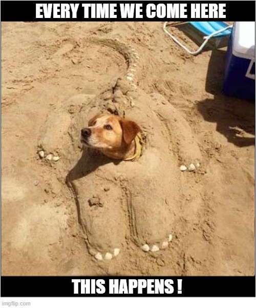 A Typical Day At The Beach | Every Time we come here; This happens ! | image tagged in dogs,day at the beach,buried | made w/ Imgflip meme maker
