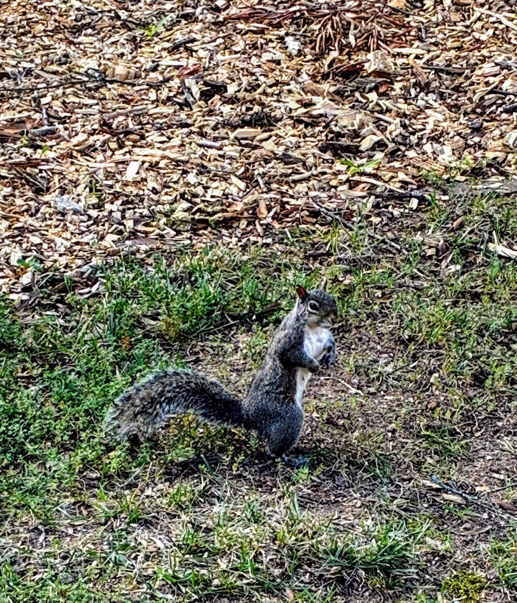 Squirrel Distraction Blank Meme Template