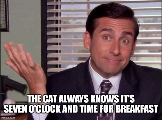 Michael Scott | The cat always knows it's seven o'clock and time for breakfast | image tagged in michael scott | made w/ Imgflip meme maker