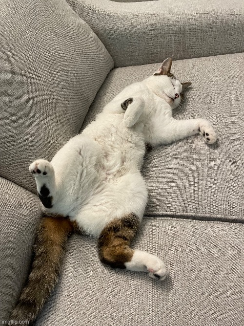 Here is a picture of my old cat that I sadly had to get rid of. Her name was Chloe | image tagged in cat,cute | made w/ Imgflip meme maker