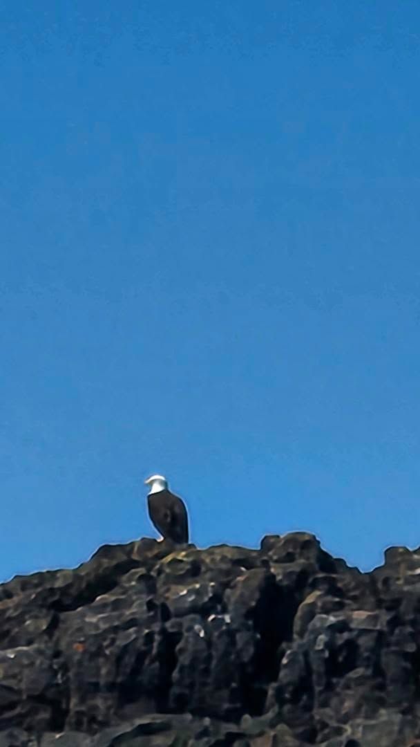 Bird rock bald eagle probably Blank Meme Template