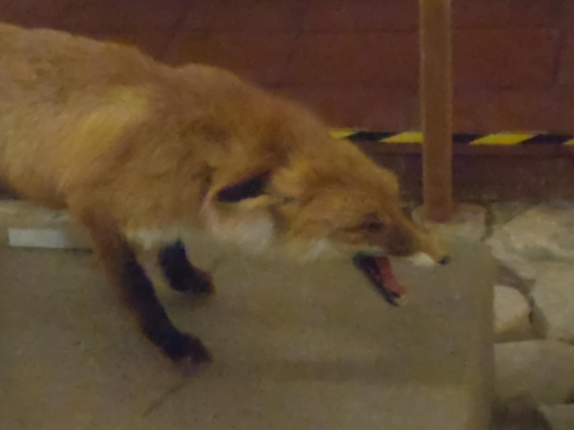 Fox scream Blank Meme Template