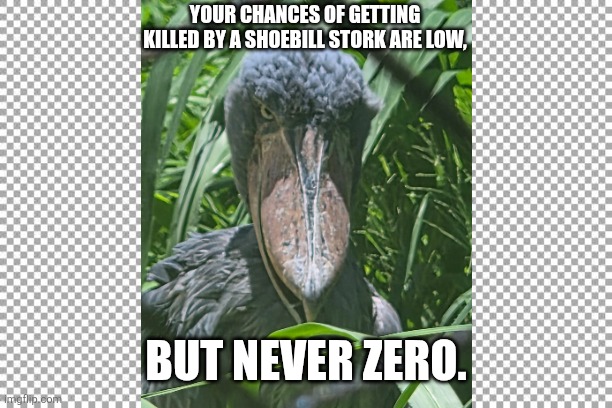 Free | Your chances of getting killed by a shoebill stork are low, but never zero. | image tagged in free | made w/ Imgflip meme maker