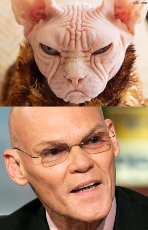 image tagged in ugly hairless miserable cat,james carville | made w/ Imgflip meme maker
