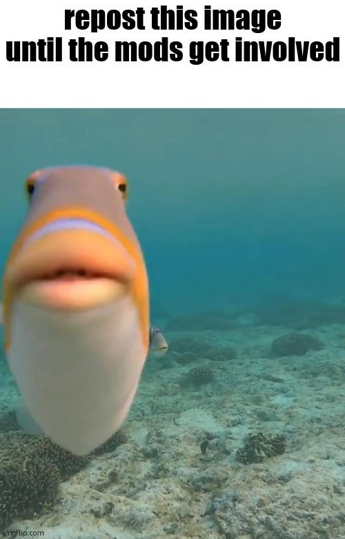 idk | repost this image until the mods get involved | image tagged in staring fish | made w/ Imgflip meme maker