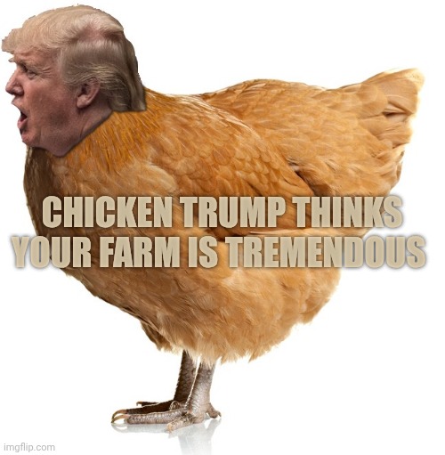 chicken trump | Chicken Trump thinks your farm is Tremendous | image tagged in chicken trump | made w/ Imgflip meme maker