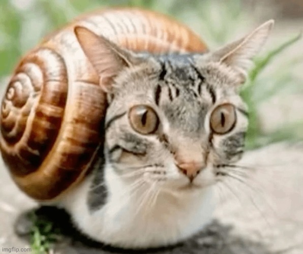 image tagged in the-snail-found-me-v0-nkvfqbmv83yf1 png | made w/ Imgflip meme maker