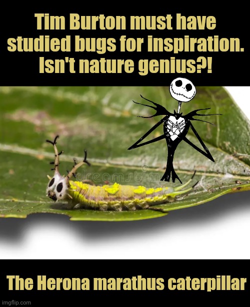 Tim Burton's genius is a credit to nature | Tim Burton must have studied bugs for inspiration. Isn't nature genius?! The Herona marathus caterpillar | image tagged in bugs,tim burton | made w/ Imgflip meme maker