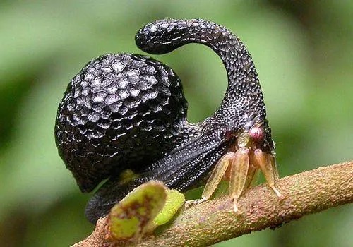 Treehopper | image tagged in photography | made w/ Imgflip meme maker