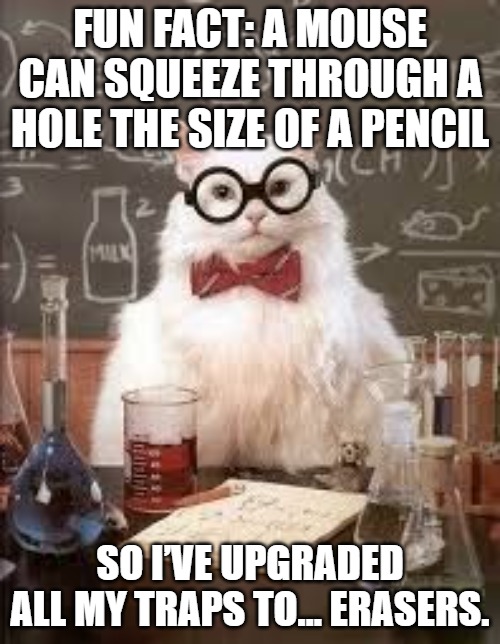 SMART CAT | FUN FACT: A MOUSE CAN SQUEEZE THROUGH A HOLE THE SIZE OF A PENCIL; SO I’VE UPGRADED ALL MY TRAPS TO… ERASERS. | image tagged in smart cat | made w/ Imgflip meme maker