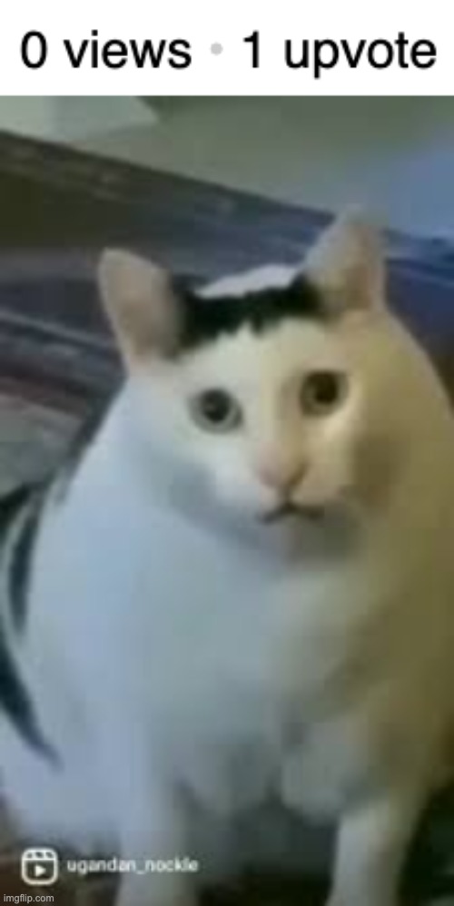 NANI!? | image tagged in zero views 1 upvote,huh cat,nani | made w/ Imgflip meme maker