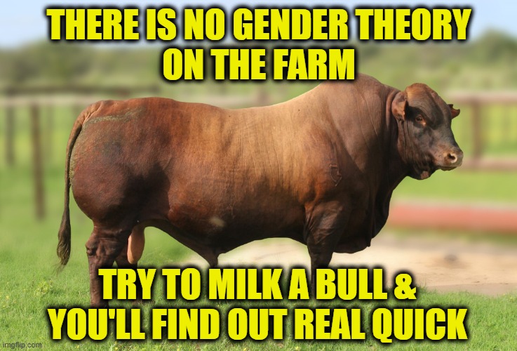 More rural wisdom | There is no gender theory
on the farm; Try to milk a bull &
you'll find out real quick | image tagged in gender | made w/ Imgflip meme maker