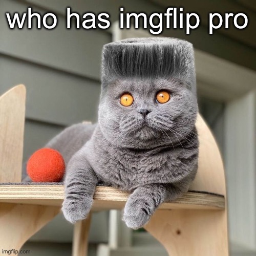 Folk | who has imgflip pro | image tagged in folk | made w/ Imgflip meme maker