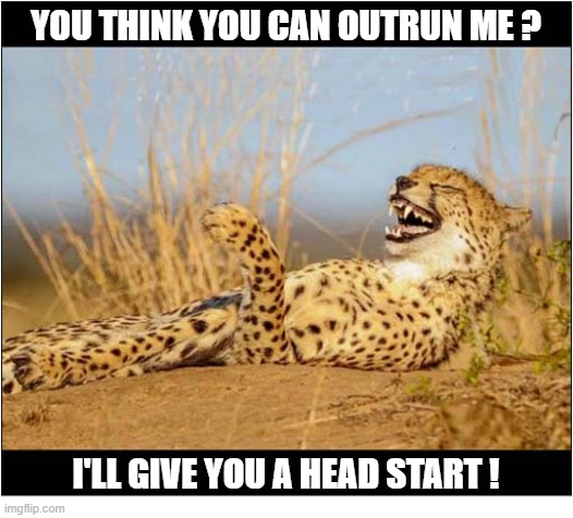 Now That's Confidence ! | You think you can outrun me ? i'll give you a head start ! | image tagged in cats,cheetah,outrun,head start | made w/ Imgflip meme maker