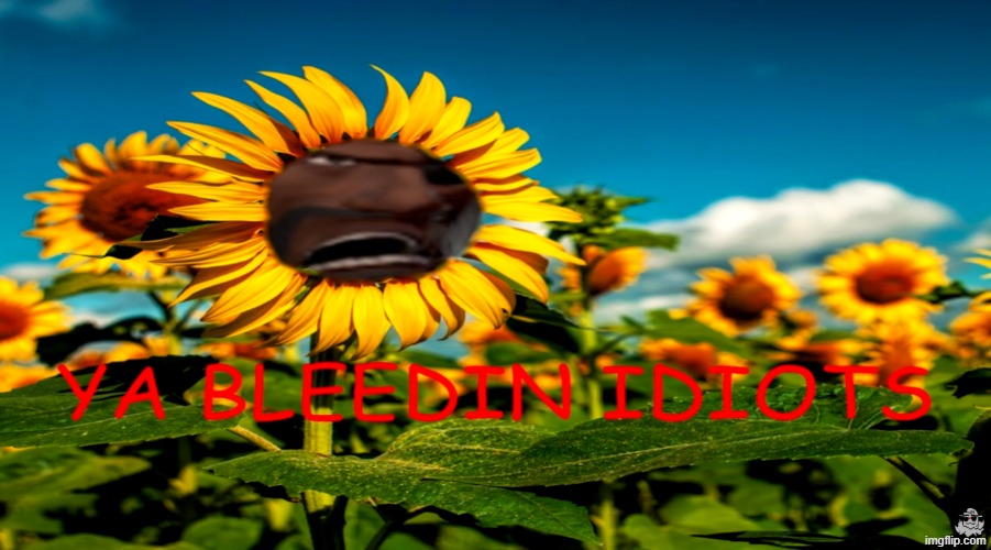 YA BLEEDIN IDIOTS | image tagged in ya bleedin idiots | made w/ Imgflip meme maker