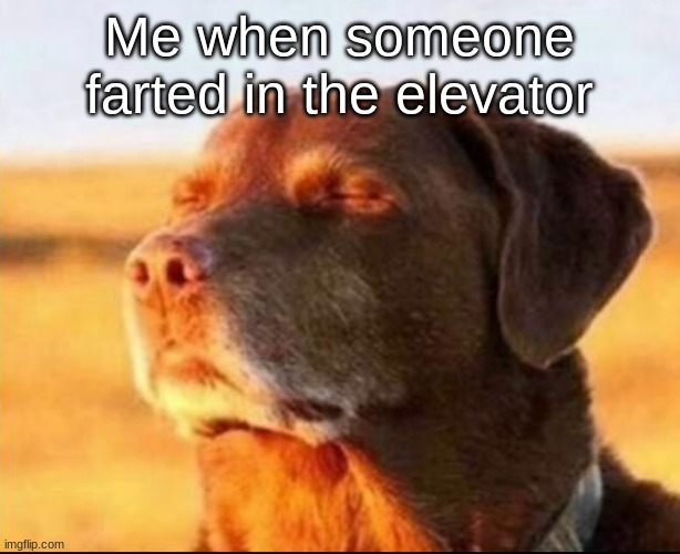 DOGGO | Me when someone farted in the elevator | image tagged in dog looking at sunshine | made w/ Imgflip meme maker