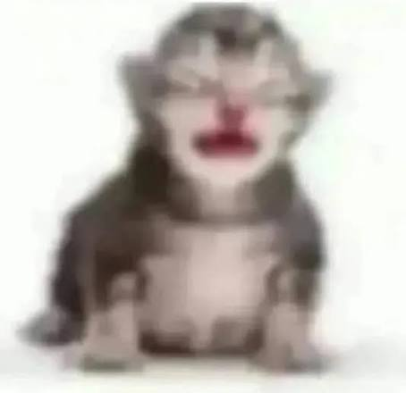 cat cry Blank Meme Template