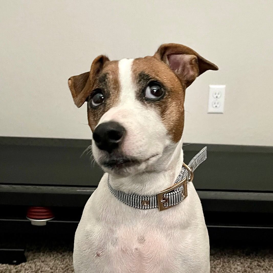 Judgey Dog Blank Meme Template