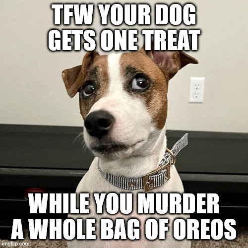 Judgey Dog | TFW your dog gets one treat; while you murder a whole bag of oreos | image tagged in judgey dog,judgemental dog,dog,funny dogs,dogs,dogs pets funny | made w/ Imgflip meme maker
