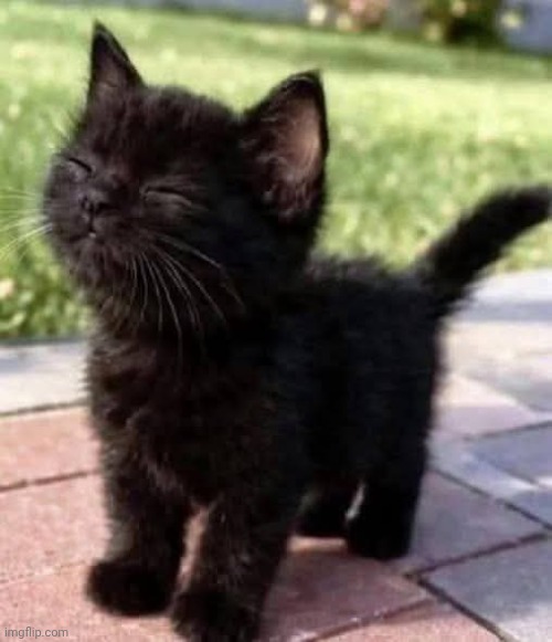 Happy kitten | image tagged in happy kitten | made w/ Imgflip meme maker